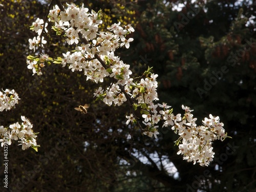 white flowers of wild plum tree scenic at spring