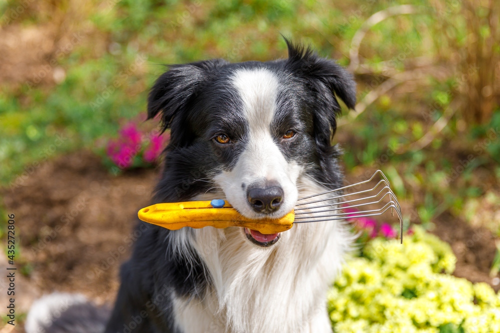 Outdoor portrait dog border collie holding garden rake in mouth on garden background. Funny puppy dog as gardener fetching rake for weeding ready to planting. Gardening and agriculture concept.