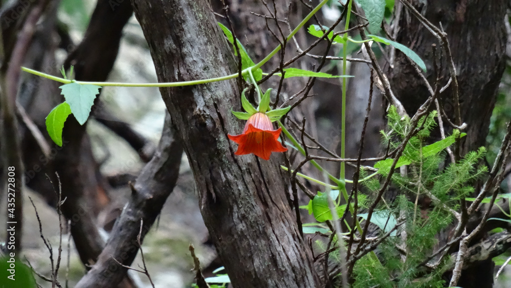 Canary Island Bellflower with branches of trees in background, (Canarina canariensis), Tenerife, Canary Islands, Spain. Canary Island Bellflower with branches of trees in background, (Canarina canariensis), Tenerife, Canary Islands, Spain.