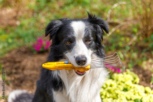 Outdoor portrait dog border collie holding garden rake in mouth on garden background. Funny puppy dog as gardener fetching rake for weeding ready to planting. Gardening and agriculture concept.