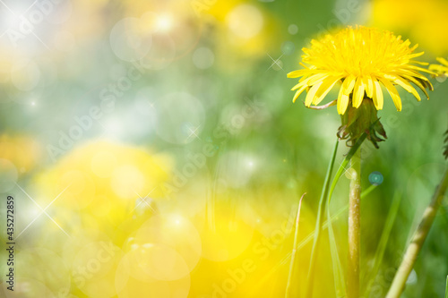 Beautiful flowers of yellow dandelions in nature warm summer or spring on meadow in sunlight, macro.