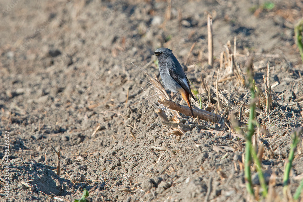 Black Redstart (Phoenicurus ochruro) in the Netherlands. Black Redstart (Phoenicurus ochruro) in the Netherlands.