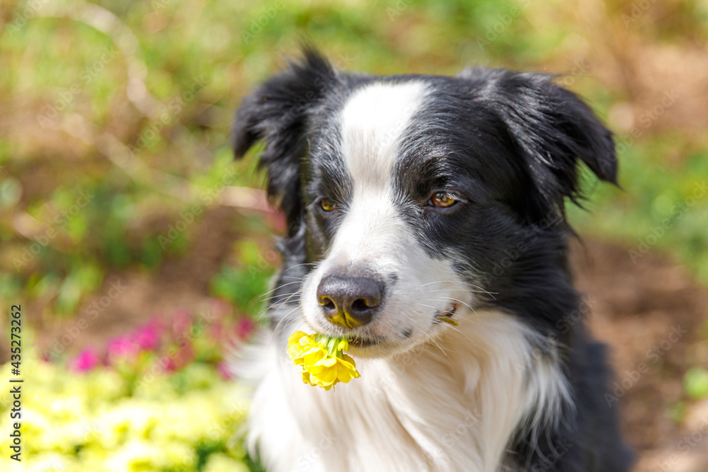 Outdoor portrait of cute puppy border collie sitting on garden background holding yellow flowers in mouth. Little dog with funny face in summer day outdoors. Pet care and funny animals life concept.
