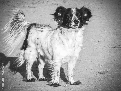 Wallpaper Mural Животные / Animals Torontodigital.ca