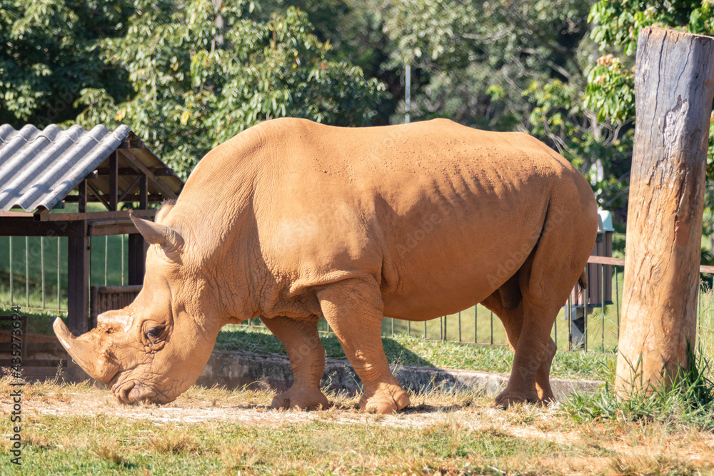Obraz premium Large adult rhino isolated on selective focus feeding