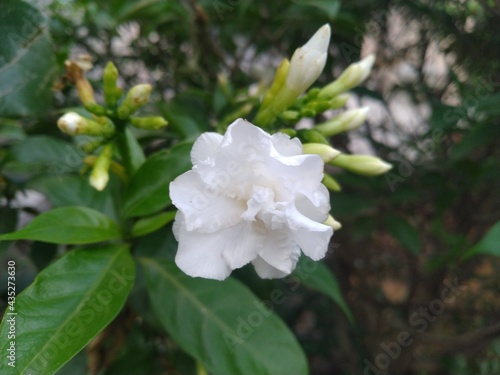 White Jasmine Flower