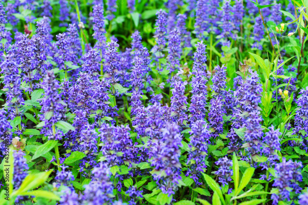 Floral background with forest blue flowers Floral background with forest blue flowers