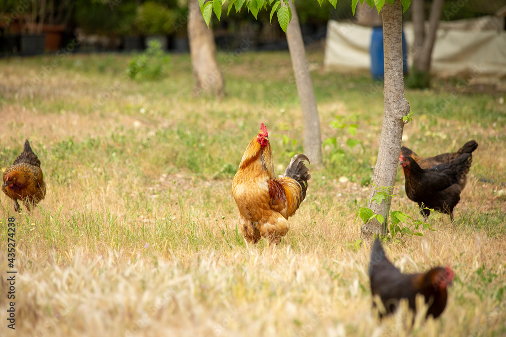 Fototapeta premium Roosters and chickens wandering in the garden