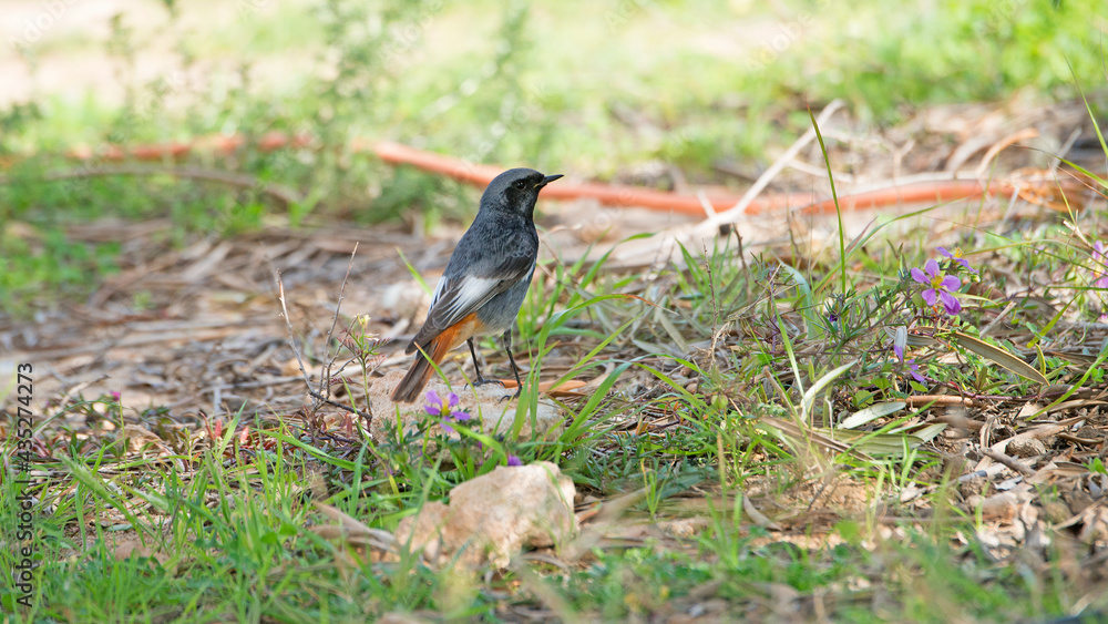 Black Redstart (Phoenicurus ochruro) in the Netherlands. Black Redstart (Phoenicurus ochruro) in the Netherlands.