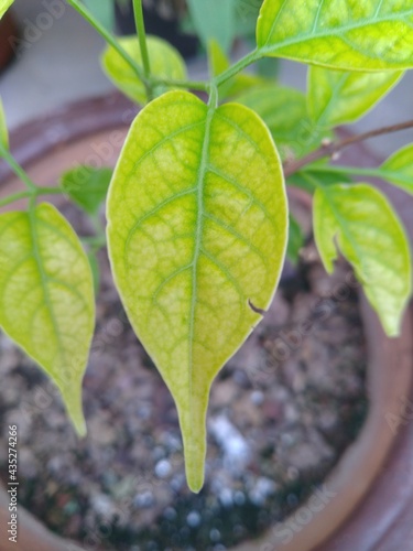 Green leaves of the Plant