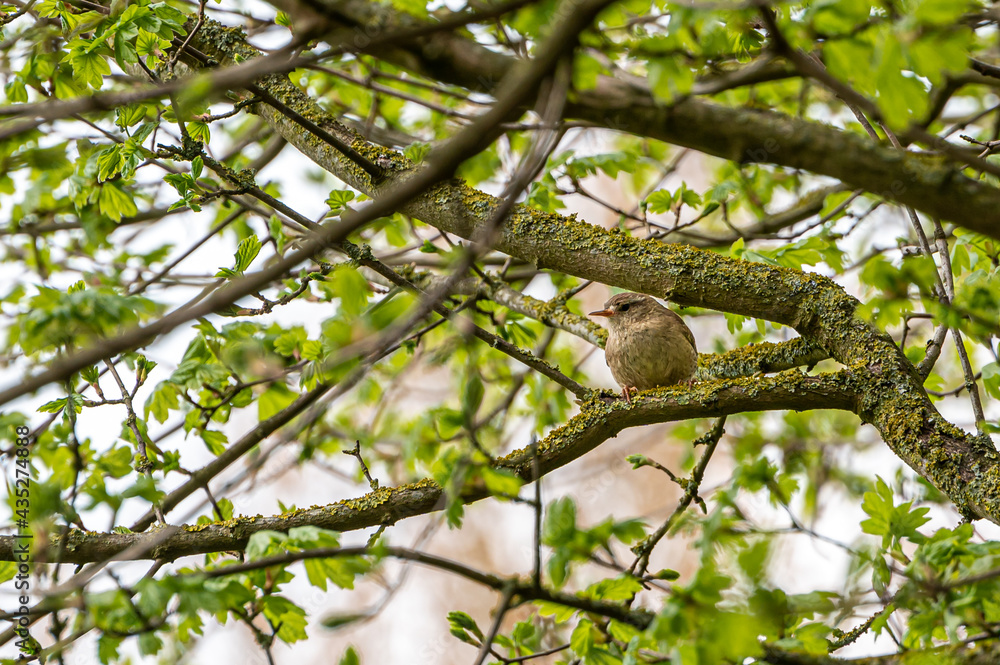 Wren wild bird, troglodytes troglodytes, perched on lichen covered tree branches
