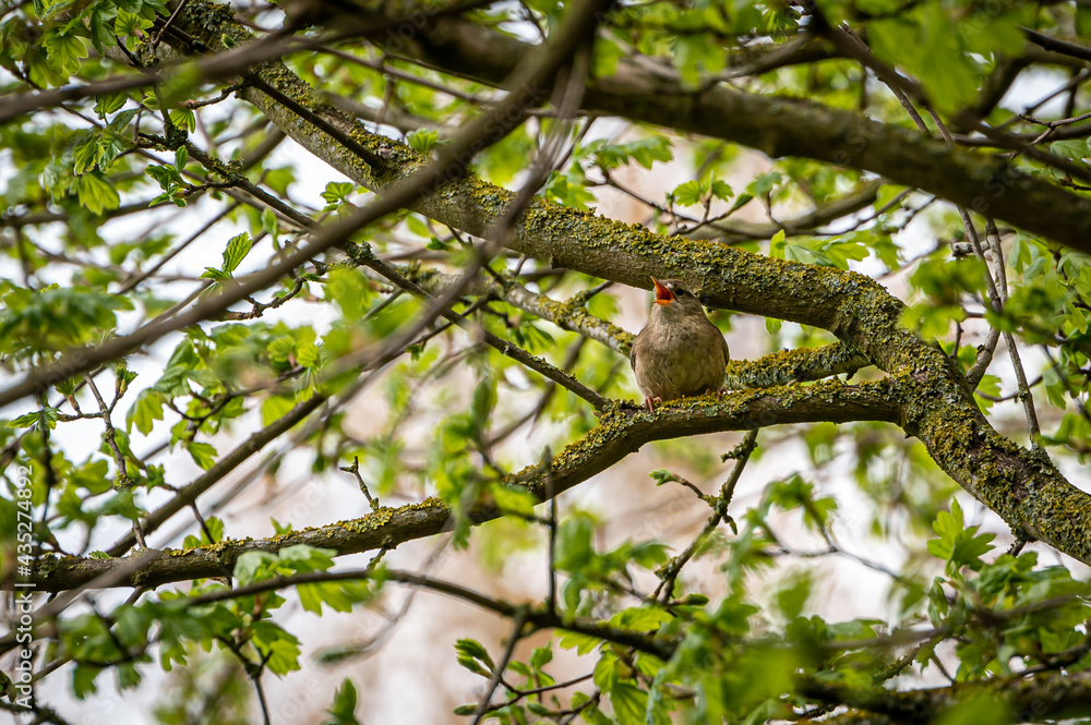 Wren wild bird, troglodytes troglodytes, perched on lichen covered tree branches Wren wild bird, troglodytes troglodytes, perched on lichen covered tree branches