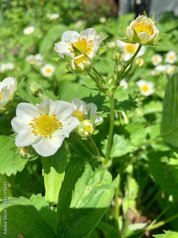 Blooming strawberries in the garden. Strawberry blossoms. White flowers and green leaves of strawberries. Garden and vegetable garden concept. Blooming strawberries in the garden. Strawberry blossoms. White flowers and green leaves of strawberries. Garden and vegetable garden concept.