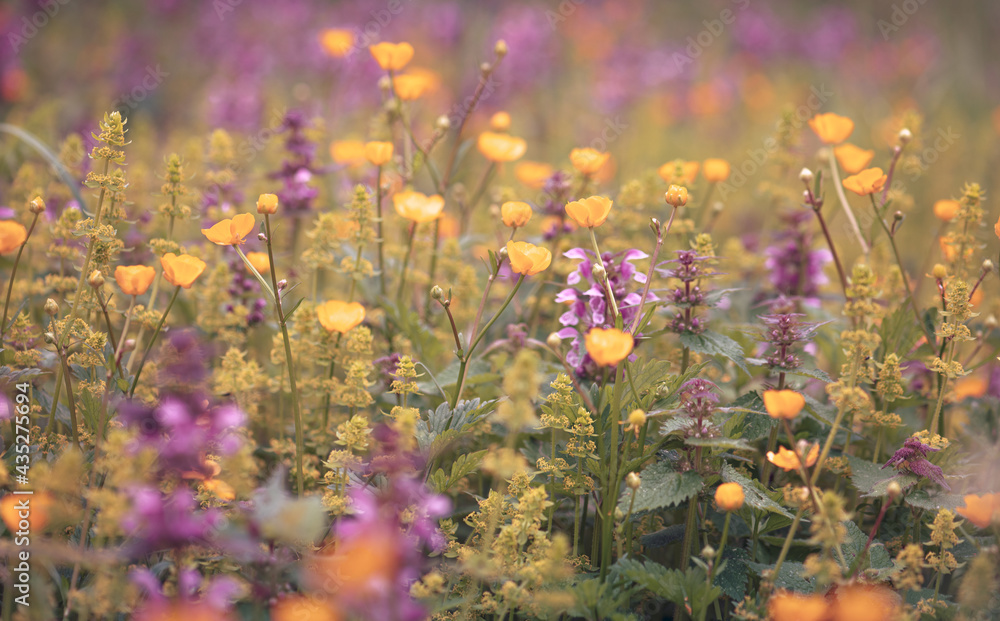 field of wildflowers field of wildflowers