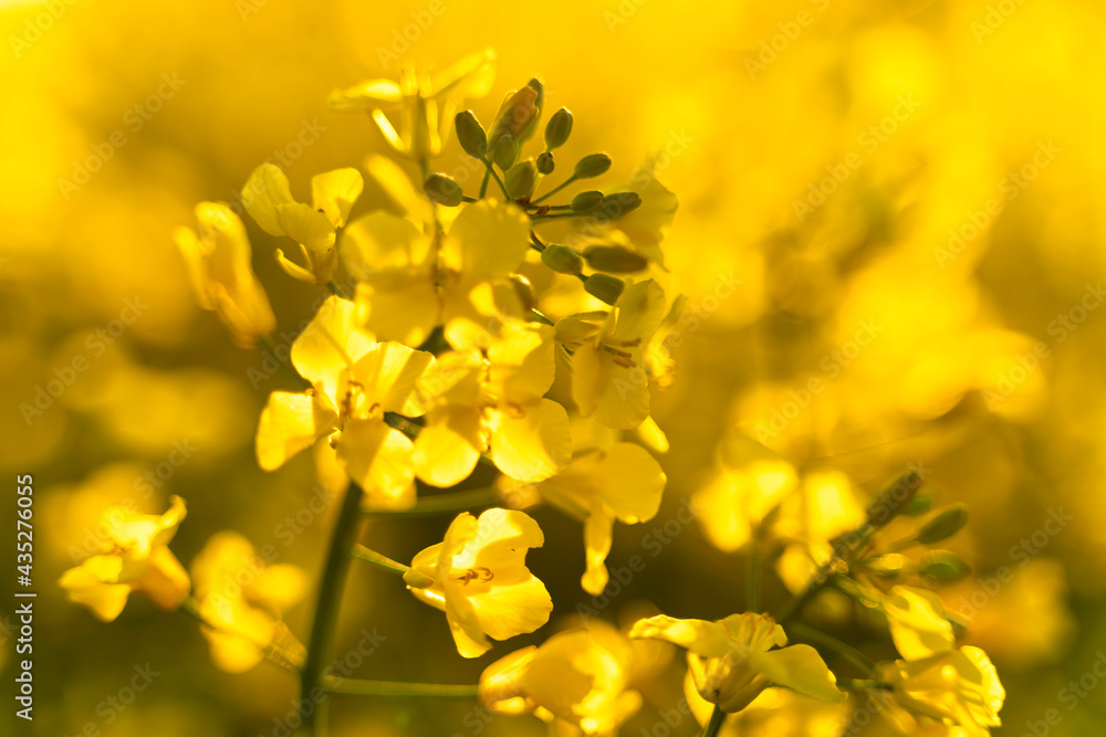 Raps Rapeseed Raps Rapeseed