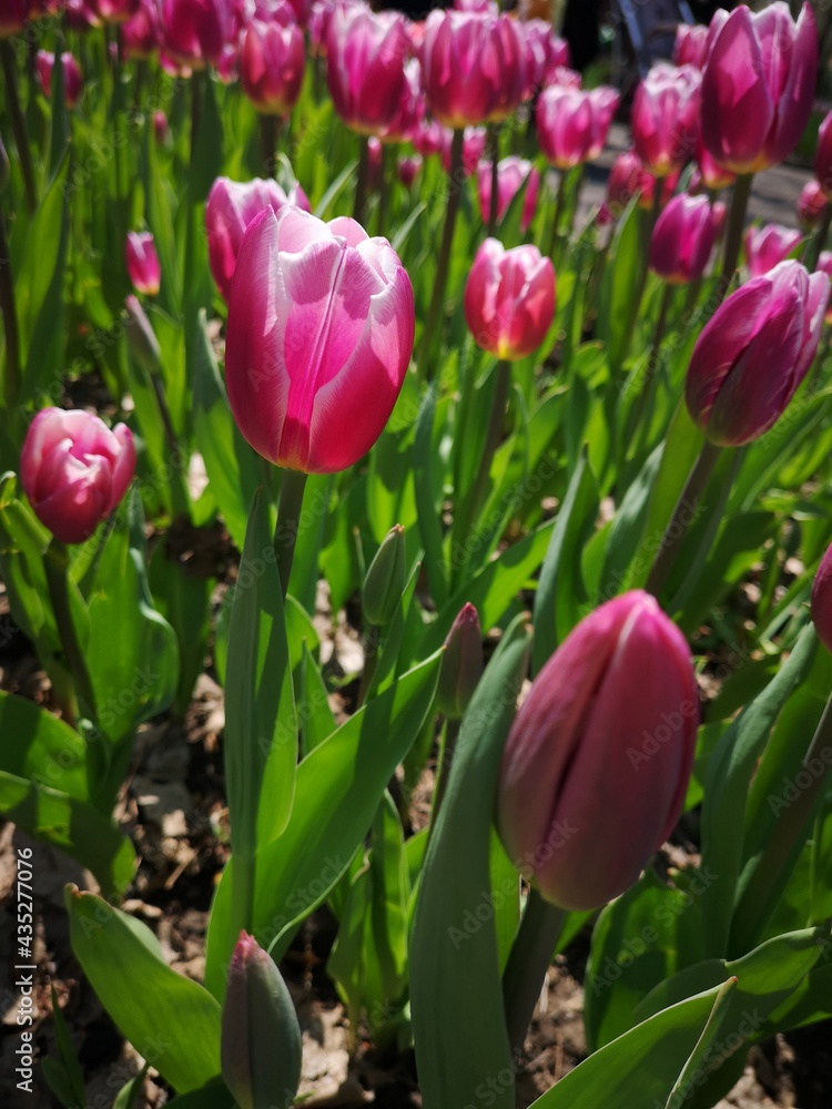 Fototapeta premium Blooming tulips of Lustige Witwe sort in the middle of the field tulips