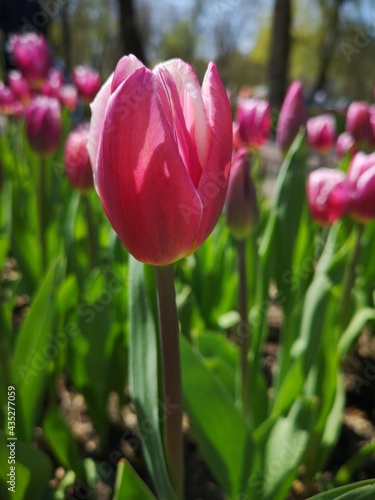 Lustige Witwe tulips in blossom on floral landscape. Wallpaper of tulips. 