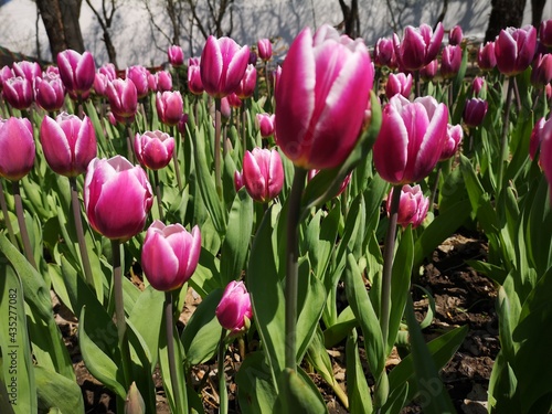 Blooming tulips of Lustige Witwe sort in the middle of the field tuli