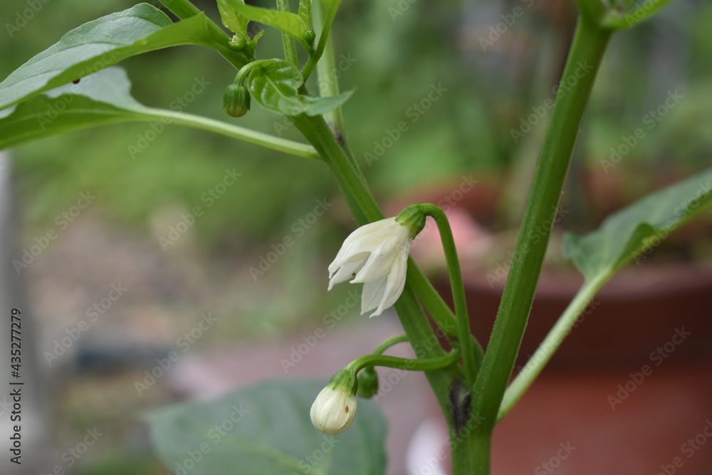 Obraz premium lily of the valley