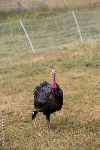 Turkey on a farm photo