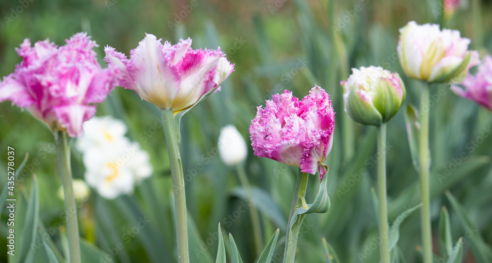 pink tulips in spring pink tulips in spring