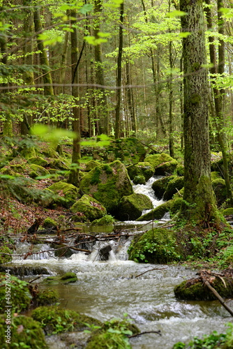 Kleiner Wasserfall im frühlingshaften Laubwald