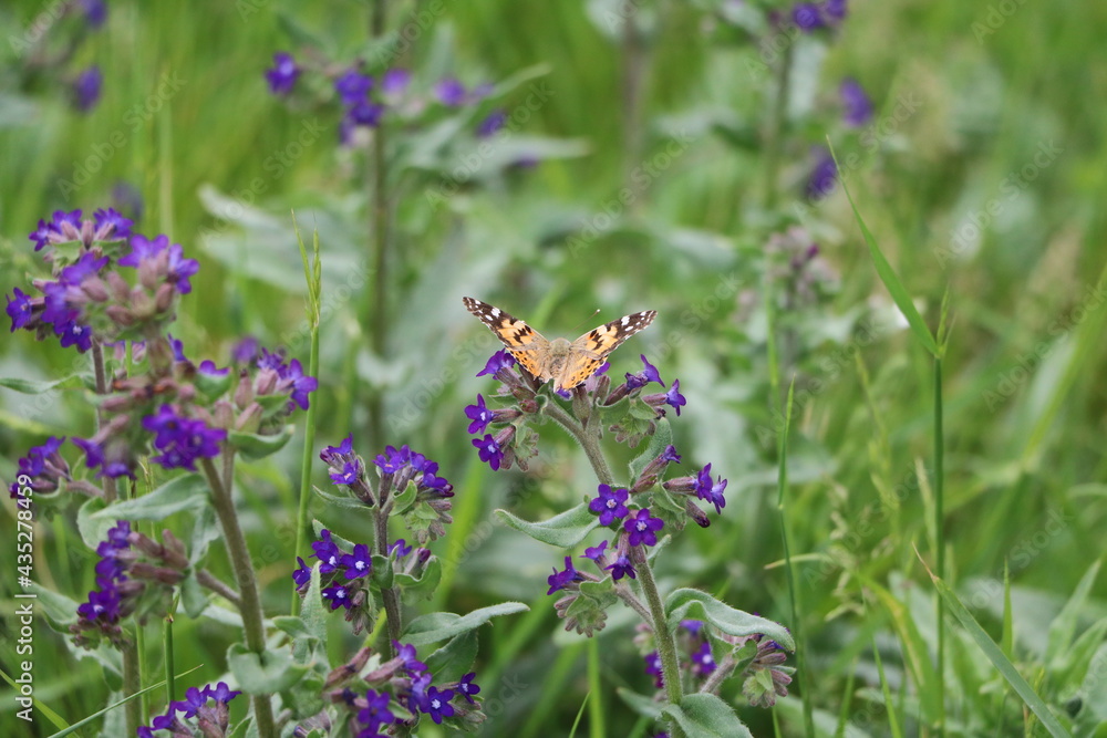 Meadow flowers and butterfly in summer, Sweden Meadow flowers and butterfly in summer, Sweden