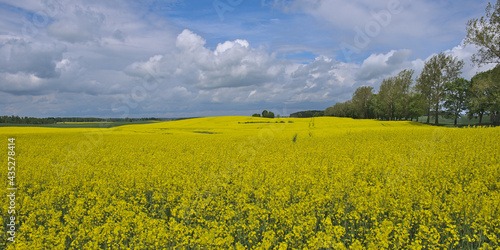 Fototapeta Naklejka Na Ścianę i Meble -  Rzepak - żółte kwiaty rzepaku - krajobraz rolniczy, Polska, Warmia i mazury