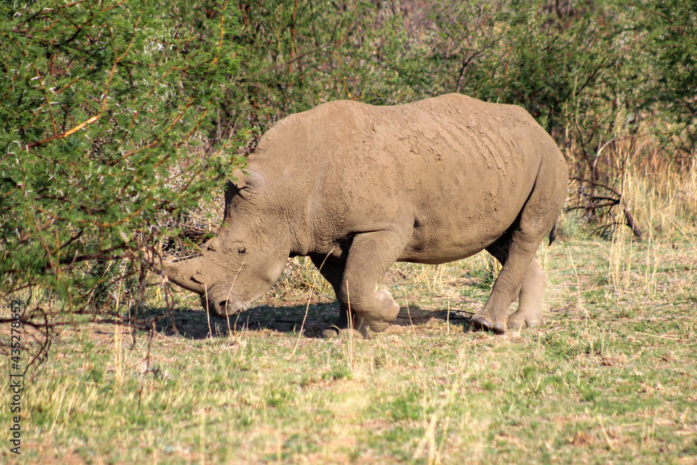 Fototapeta premium White Rhino in the South African bush