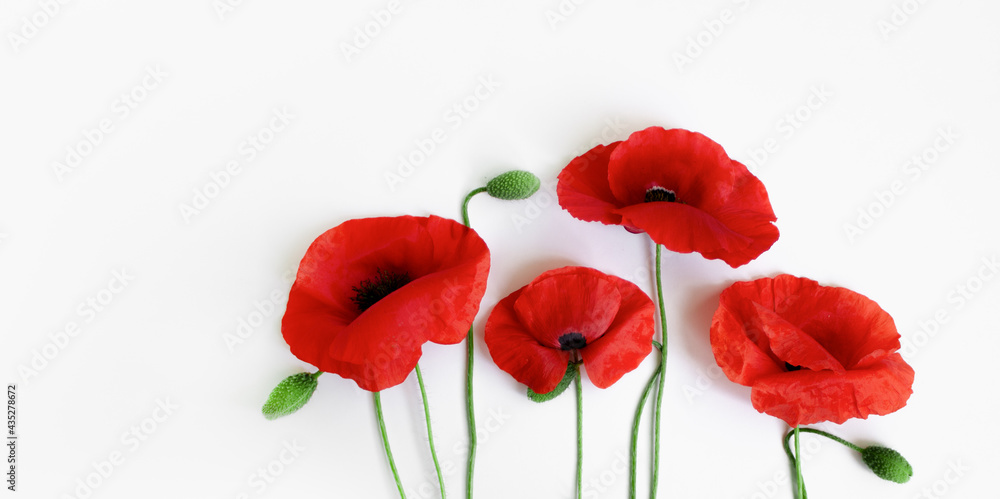 Obraz premium Red poppies on a white background. Postcard in the style of minimalism, place for text, close-up