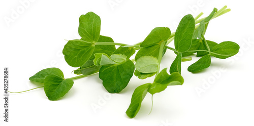 Pea sprouts, microgreen plant, isolated on white background. High resolution image.
