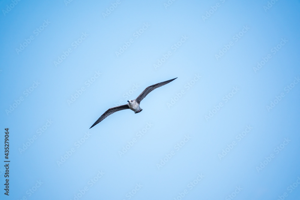 The European herring gull, Larus argentatus, flying in the clear blue sky. The European herring gull, Larus argentatus, flying in the clear blue sky.