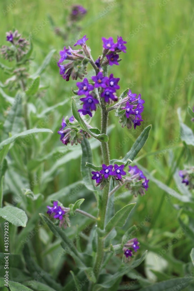 Anchusa officinalis Anchusa officinalis