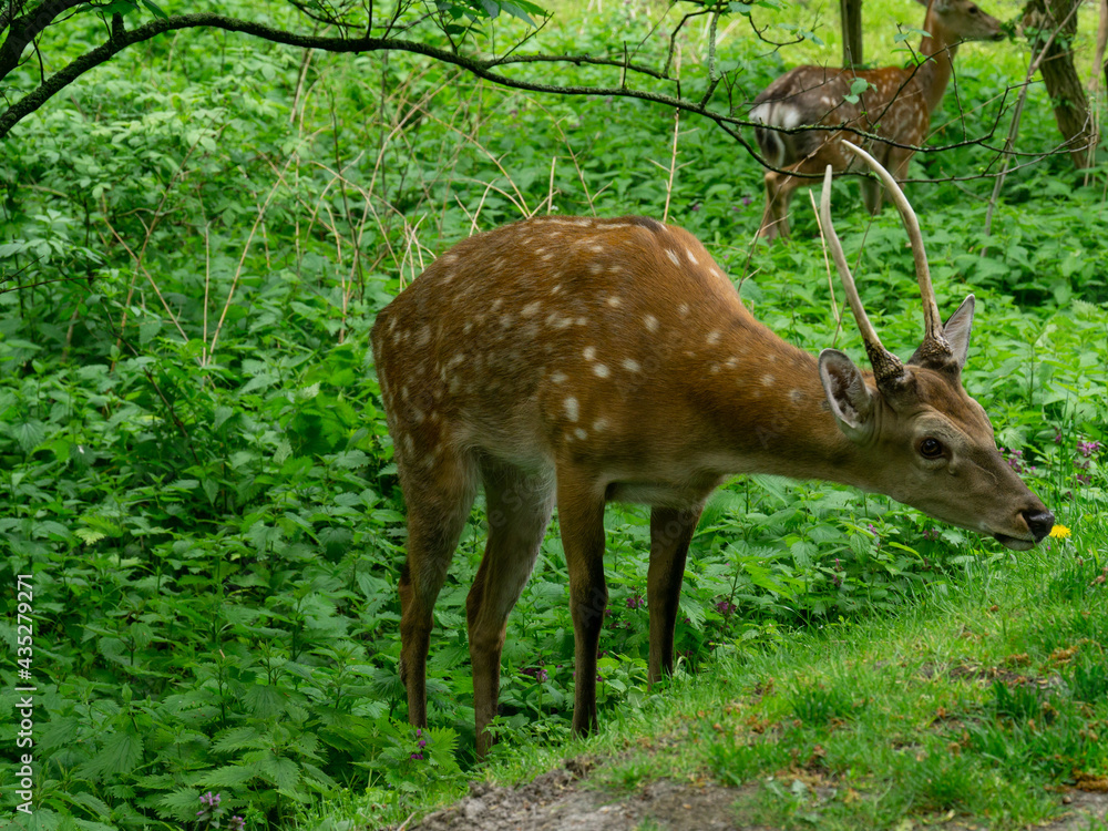 Obraz premium roe deer in the park, roe deer on green grass