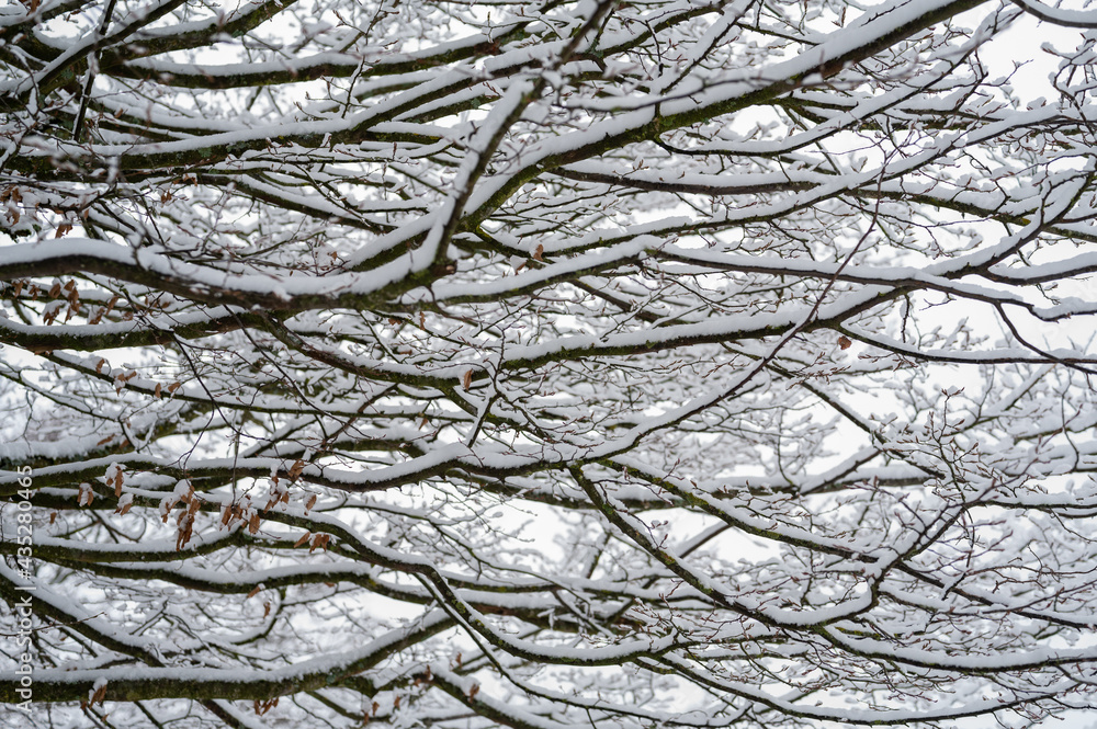 Arbre recouvert d'une légère couche de neige Arbre recouvert d'une légère couche de neige