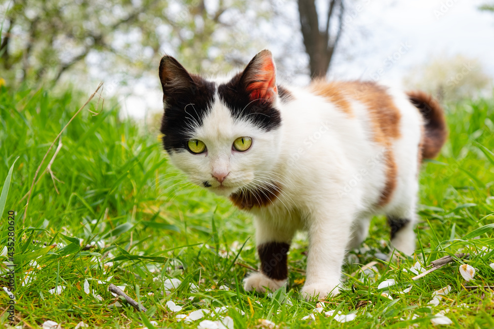 beautiful black and white cat in the garden. beautiful black and white cat in the garden.