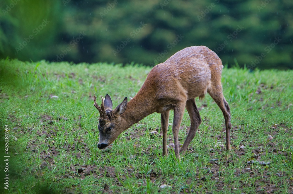 Fototapeta premium Foraging deer in natural environment. 