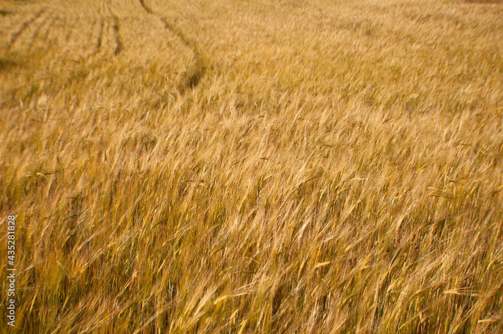 Open field with golden grass