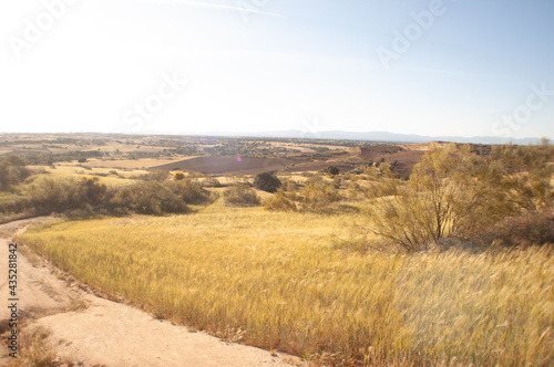 Open field with golden grass