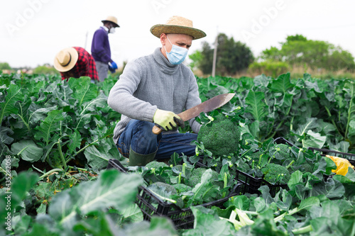 Adult male farmer with knife and in face mask cutting green broccoli on a farm field