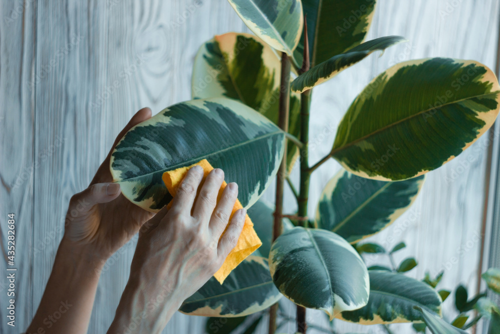 Woman hand wipe dust off the leaves with an orange wet soft cloth