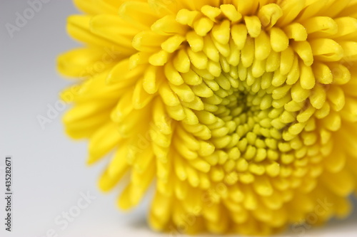 Beautiful small yellow chrysanthemum isolated on a grey blurry background. Macro shot of bright spring flower petals. Yellow mums flowers image. Amazing natural background. Flower power concept.