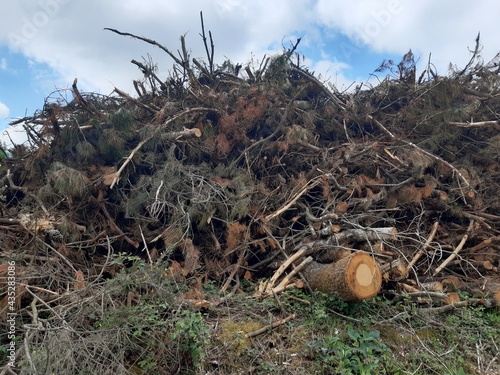Photos Ramas, maleza y desperdicios tras una deforestación en Galicia