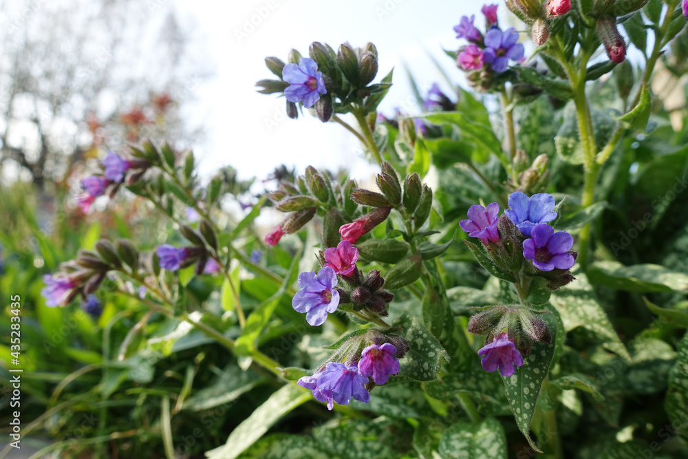 Geflecktes Lungenkraut (Pulmonaria officinalis), blühende Pflanze - Spotted lungwort, lungwort, common lungwort, Mary's tears or Our Lady's milk drops , flowering plant Geflecktes Lungenkraut (Pulmonaria officinalis), blühende Pflanze - Spotted lungwort, lungwort, common lungwort, Mary's tears or Our Lady's milk drops , flowering plant
