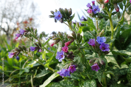 Geflecktes Lungenkraut (Pulmonaria officinalis), blühende Pflanze - Spotted lungwort, lungwort, common lungwort, Mary's tears or Our Lady's milk drops , flowering plant