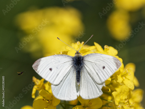 A Small White Butterfly (Pieris rapae) on a black mustard wildflower (Brassica nigra) on the bank of the River Calder in Wakefield, West Yorkshire