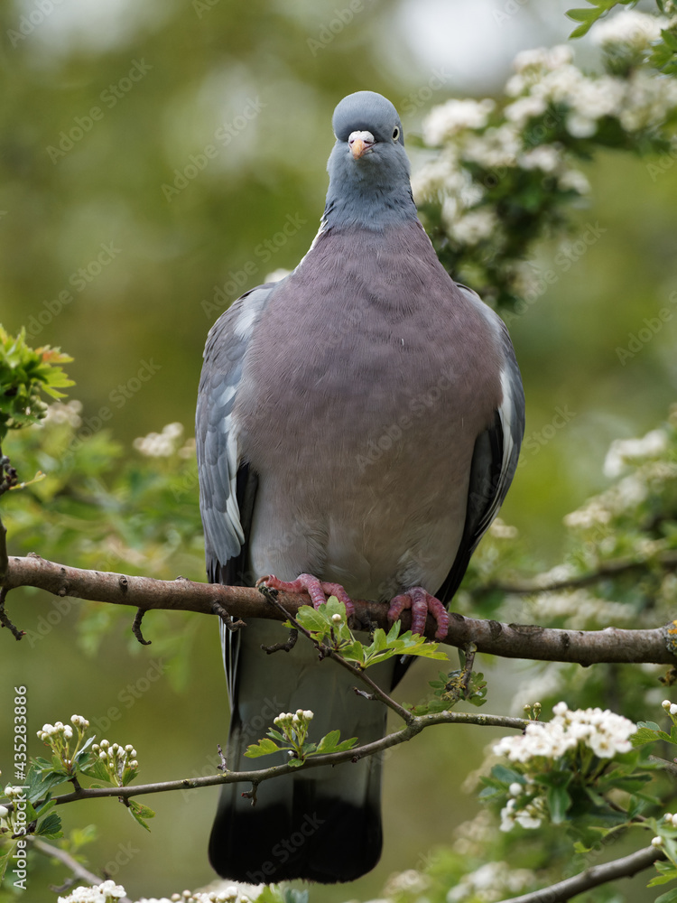 A woodpigeon (Columba palumbus) on a branch at Fairburn Ings, a RSPB Nature Reserve in Leeds, West Yorkshire A woodpigeon (Columba palumbus) on a branch at Fairburn Ings, a RSPB Nature Reserve in Leeds, West Yorkshire