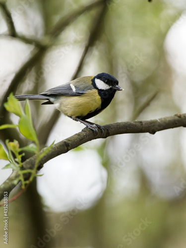 A Great Tit (Parus major) on a branch at Fairburn Ings, a RSPB Nature Reserve in Leeds, West Yorkshire