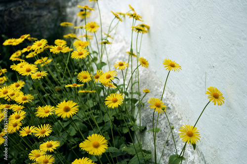 Yellow spring flowers by the wall of Gjøvik gård, Norway.