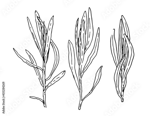 spicy tarragon. Vector set of elements isolated small sprigs of spicy grass with long thin leaves  rosemary or tarragon  hand-drawn in sketch style black line on white background for design template
